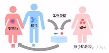 降调后卵泡刺激素偏低+降调后卵泡刺激素低说明什么